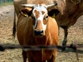 Young brown and white cow portrait in farm setting Royalty Free Stock Photo