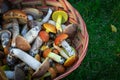 Brown wicker basket with different boletes on the green grass