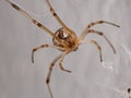 Brown Widow Royalty Free Stock Photo