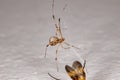 Brown Widow Royalty Free Stock Photo