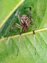 Brown Widow Royalty Free Stock Photo