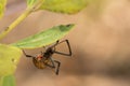 Brown Widow Royalty Free Stock Photo