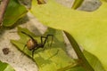 Brown Widow Royalty Free Stock Photo