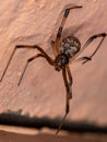 Brown Widow Royalty Free Stock Photo