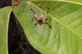 Brown Widow Royalty Free Stock Photo
