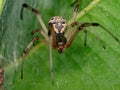 Brown Widow Royalty Free Stock Photo