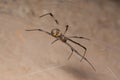 Brown widow spider Latrodectus geometricus Royalty Free Stock Photo