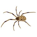 Brown Widow Spider Isolated