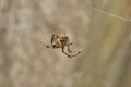 Brown Widow Spider (Latrodectus geometricus) arachnid in web. Royalty Free Stock Photo