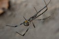 Brown widow spider Latrodectus geometricus Royalty Free Stock Photo