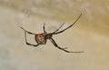 Brown Widow Spider (Latrodectus geometricus) in its web in Houston, TX. Royalty Free Stock Photo