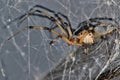 Brown Widow Spider (Latrodectus geometricus) in its web. Royalty Free Stock Photo