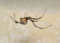 Brown Widow Spider (Latrodectus geometricus) in its web in Houston, TX. Royalty Free Stock Photo