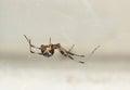 Brown Widow Spider (Latrodectus geometricus) in its web side view copy space. Royalty Free Stock Photo