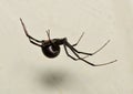 Brown Widow spider Latrodectus geometricus in web side view. Royalty Free Stock Photo