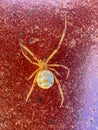 brown widow spider poison macro photography close up