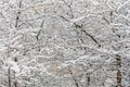 Brown wild apple tree branches covered with white fluffy snow are in winter day