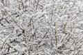 Brown wild apple tree branches covered with white fluffy snow are in winter day