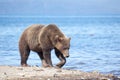A Brown Wild Bear Grizzly Ursus Arctos Walks Against A Blue Lake. Profile View