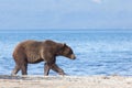 A Brown Wild Bear Grizzly Ursus Arctos Walks Against A Blue Lake. View Profile