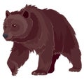 Brown wild bear threatens, logo, isolated object on a white background, vector illustration Royalty Free Stock Photo