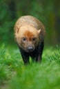 Brown wild Bush Dog, Speothos venaticus, from Peru tropical forest Royalty Free Stock Photo