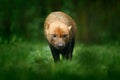 Brown wild Bush Dog, Speothos venaticus, from Peru tropical forest. Wildlife scene from nature. Animal in the forest habitat. Rare