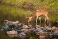 A drinking deer Royalty Free Stock Photo