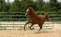 Brown wild Horse Royalty Free Stock Photo