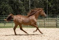 Brown wild Horse Royalty Free Stock Photo