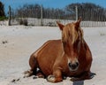 Brown wild horse on Assateague Island