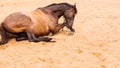 Brown wild horse lying on sand Royalty Free Stock Photo