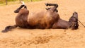 Brown wild horse lying on sand Royalty Free Stock Photo