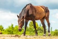 Brown wild horse on meadow idyllic field Royalty Free Stock Photo