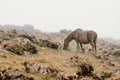 Brown wild horse in the mountains eating grass with a lot of mist and copy space Royalty Free Stock Photo