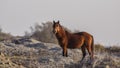 Brown Wild Horse in Prairie Royalty Free Stock Photo