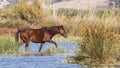 Brown Wild Horse in Marsh Royalty Free Stock Photo