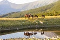 Brown wild horses roaming free in the Alps