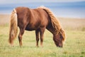 Brown wild beautiful icelandic horse grassing in a field by himself. Royalty Free Stock Photo