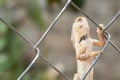 Brown wild lizard on a iron wall Royalty Free Stock Photo