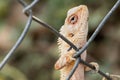 Brown wild lizard on a iron wall Royalty Free Stock Photo