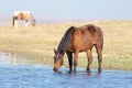 Brown wild pony is drinking on the watering place Royalty Free Stock Photo