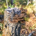 Brown wild mushroom on a big stump in the forest. fungi, fungus Royalty Free Stock Photo