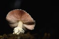 Brown wild mushroom on natural dark background