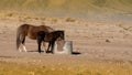 A mustang mare and her colt by a water container Royalty Free Stock Photo