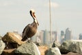 Brown Wild Pelican Bird San Diego Bay Animal Feathers Royalty Free Stock Photo