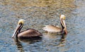 Brown Wild Pelican Bird San Diego Bay Animal Feathers Royalty Free Stock Photo