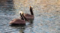 Brown Wild Pelican Bird San Diego Bay Animal Wildlife Royalty Free Stock Photo