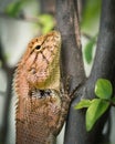 Brown wild small garden comodo lizard on a three find in thailand. macro closeup Royalty Free Stock Photo