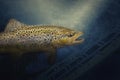 Brown wild trout under water. Fishing